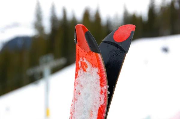Beginner to Expert: Ski Rentals That Fit Your Level