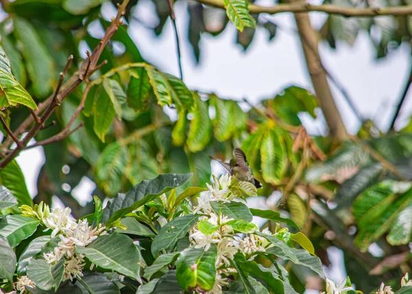 Live Kolibri Tips for Beginners and Enthusiasts