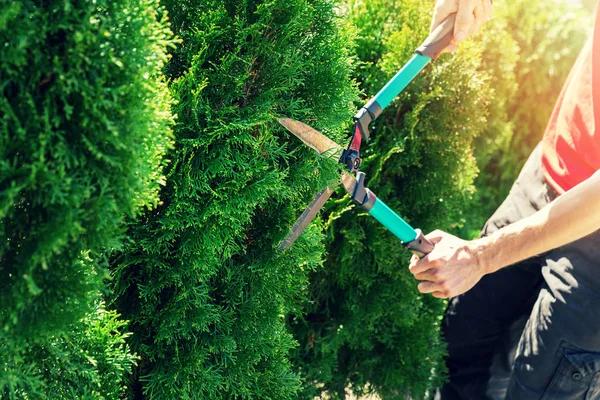 Trusted Tree Trimming Service for Efficient Tree Maintenance Solutions