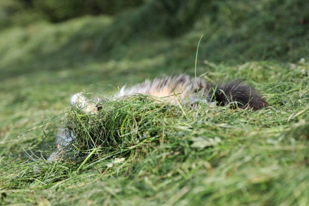 Best Pre Rolls for Flavor, Strength, and Consistency Compared
