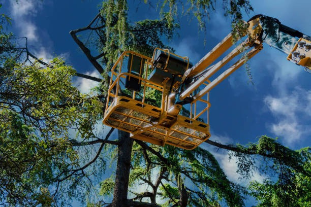 Reliable Tree Service Janesville for Residential and Commercial Properties
