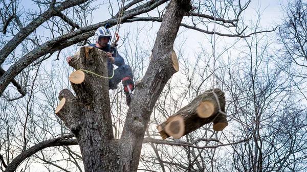 Reliable Emergency Tree Care in Springfield Available 24 Hours