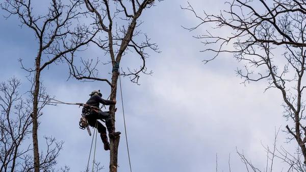 Why Dead Tree Removal Should Never Be Delayed