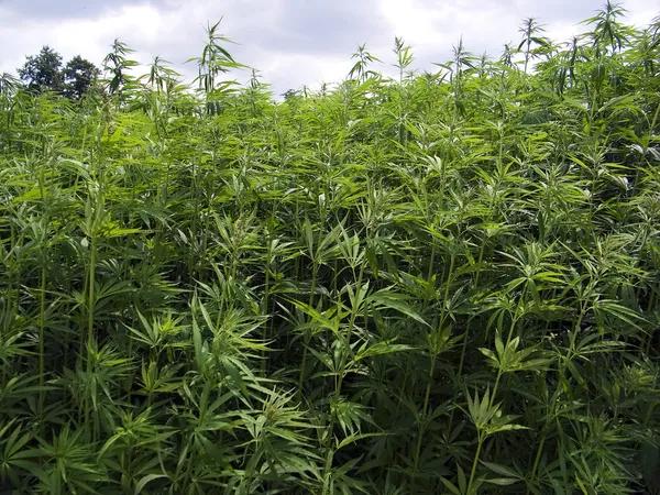 Understanding Product Labels and Testing for Hemp-Derived Cannabinoids