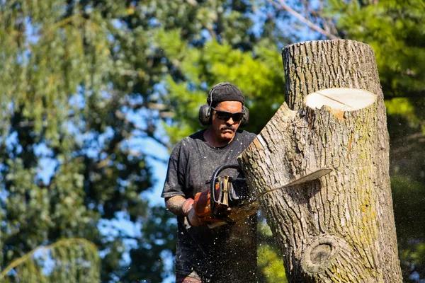 Trusted Professionals for Complete tree service Needs